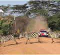Nakuru Hotels Report 100% Bookings Courtesy of WRC Safari Rally Event