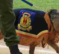 Search Begins as Trained Police Dog Goes Missing at Isiolo International Airport 