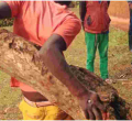 Police Rescue 19-Year-Old Kenyan Man Nailed to a Tree 