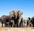 Kenyans Asked to Submit Views on Relocation of 13 Elephants from the UK to Kenya 