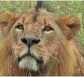 Sirikoi, Nairobi National Park’s Most Iconic Lion Dies 