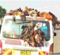 Police Warn Kenyans Against Transporting Chicken on Top of Vehicles 