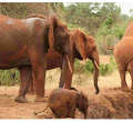 Over 70 Elephants Die in Tsavo National Park Due to Drought