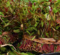 Kenya Exports Miraa Worth Sh220 Million to Somalia in Four Days