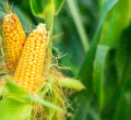 Kenya Lifts Ban on Importation and Cultivation of GMO Crops