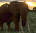'Africa's Largest Female Tusker' Dies in Kenya's Tsavo East National Park 