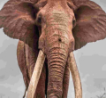 Kenya's Super Tusker Lugard Dies at Tsavo West National Park 