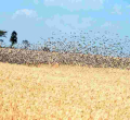Gov’t to Kill 5.8 Million Quelea Birds After Kisumu Invasion