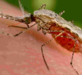 Alarm as Researchers Discover a Dangerous Malaria Vector in Kenya