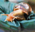 JKUAT Secures Sh128 Million to Make Cough Syrup from Snails