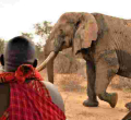 Tembo Naming Festival: Kenyans to Pay Up to Sh500,000 to Have an Elephant Named After Them 