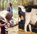 101 Sheep Stolen from Kenyatta Family’s Northlands Farm Recovered 