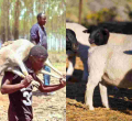 18 Dorper Sheep Stolen from Kenyatta Family’s Northlands Farm Secretly Returned 
