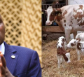 Senator Cherargei Blasted After Fake Claim of President Ruto’s Cow Giving Birth to Triplets