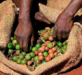 Kenyan Authorities Deport Eight Cartels for Exploiting Macadamia Farmers 