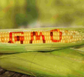 Court of Appeal Upholds Ban on GMOs Importation