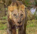Oldest Lion in Amboseli National Park Killed by Herders