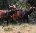 Meru To Import Endangered Rhinos and Bongos From the US