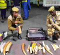 Indonesian Citizen Arrested With Ivory Worth Ksh10 Million At JKIA