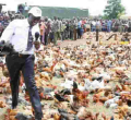 Kenya Poultry Farmers to Pay Sh500k Fine or Risk Jail Term Under New Regulations