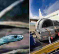 How Snakes and Scorpions Sneak Into the UK via Tourist Luggage from Kenya 
