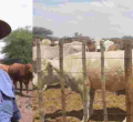 Kenyan Farmer Finds Success with Over 1000  Cattle in Botswana's Agricultural Sector