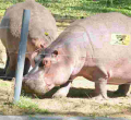 Flower Farm Workers Killed by Hippos in Lake Naivasha