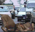 KWS Issues Alert Over Reported Stray Lions in Nairobi, Lang'ata