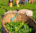 Residents Raise Issues Prior to Tea Estate's Impending Sale