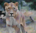 Women Rally Behind Makena, the Dog-Eating Lioness in Ongata Rongai