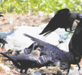 Kenya's Bold Plan to Eliminate One Million Crows by 2025