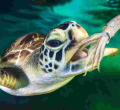 Malindi Resident Charged Over Possession of Endangered Green Sea Turtle