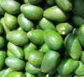 Kenyan Exporters on Notice as Government Sets Strict Rules for Avocado and Mango Trade