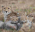 How Luxury Pet Trade Pushes Kenyan Cheetahs Toward Extinction
