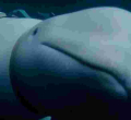How a Russian Military-Trained Beluga Whale Ended Up in Norway