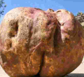 Is This Kenya's Largest Sweet Potato? Nakuru Farmer's Record-Breaking Harvest