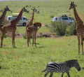 Kenya Aims to Boost Visitor Numbers with US Tourism Campaign