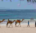 Lamu Authorities Urge Caution on Treacherous Indian Ocean Beaches