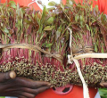 Alarm as Thousands of Children Labor in Embu, Meru's Booming Miraa Industry