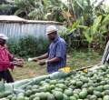 Kenya's Avocado Boom Creates Wave of Rural Millionaires