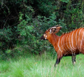 17 Endangered Mountain Bongos Repatriated from Florida to Kenya for Species Revival