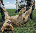 How Wildlife Poisoning Threatens Biodiversity in Maasai Mara