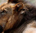 Lion Attack in Nairobi and Elephant Trampling in Nyeri Leave Two Dead