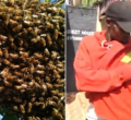 Panic in Limuru Market as Swarm of Bees Causes Chaos and Injuries