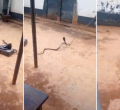Kenyan Pastor Arrested Smuggling Cobra Claims 'Holy Spirit' Led Him