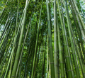 Bamboo Revolution: Kenya Moves Toward Eco-Friendly Building Solutions