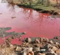 Why Lake Bogoria’s Waters Suddenly Turned Red