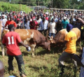 Bullfighting in Western Kenya: A Tradition Handed Down from Father to Son