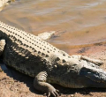 Boy, 13, Killed by Crocodile While Fetching Water in Makueni