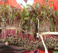 Kenya to Use Cooperatives to Stabilise Miraa Supply Chain
